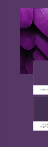 Purple / Urban purple